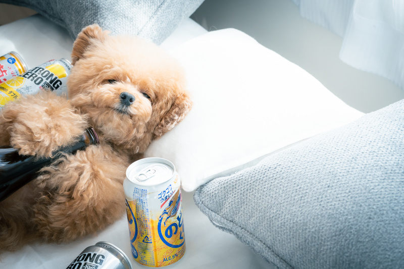 酔っぱらっているぬいぐるみ