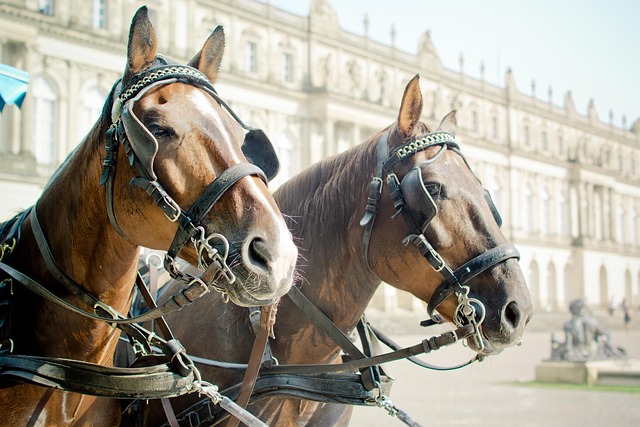 ブリンカーを付けた馬